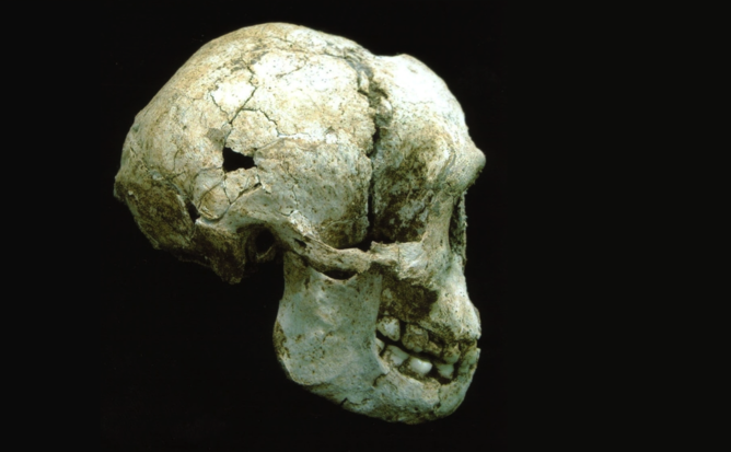 The skull of Liang Bua 1. Courtesy Prof Michael Morwood,